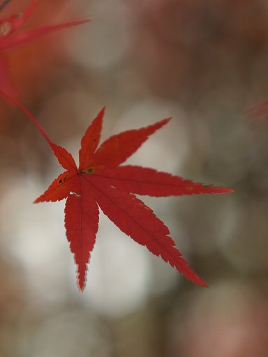 【絵のような】 一葉