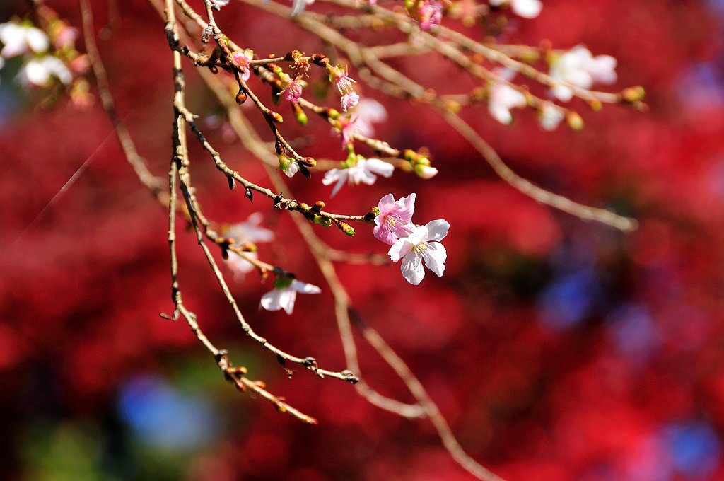 四季桜