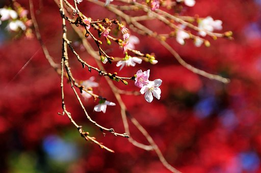 四季桜