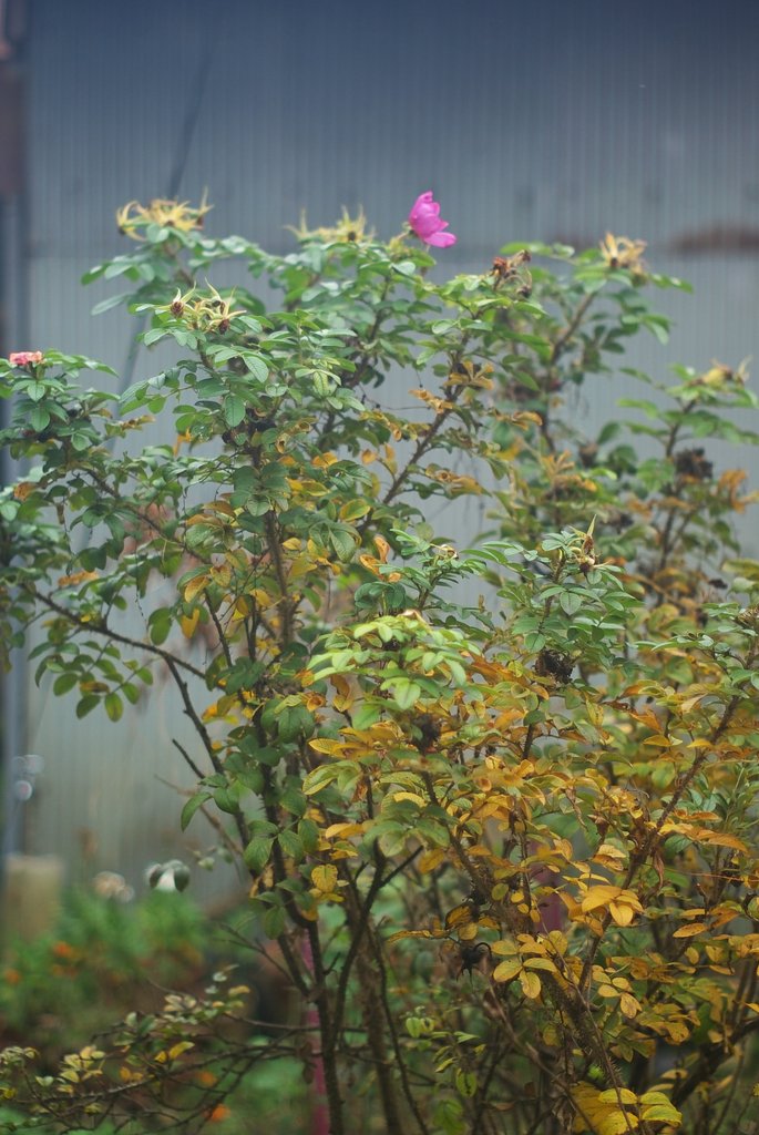 ハマナスの木と花