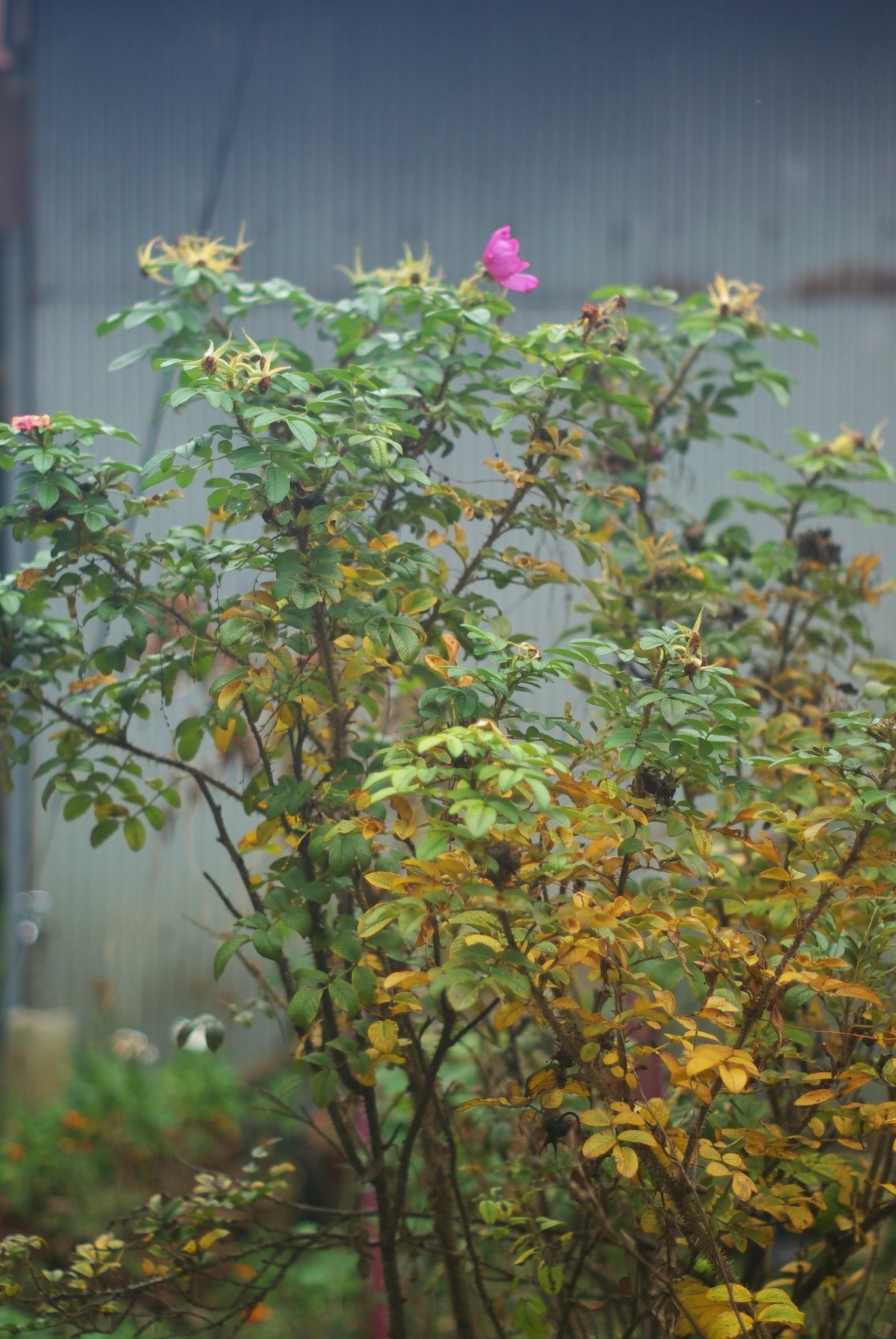 ハマナスの木と花