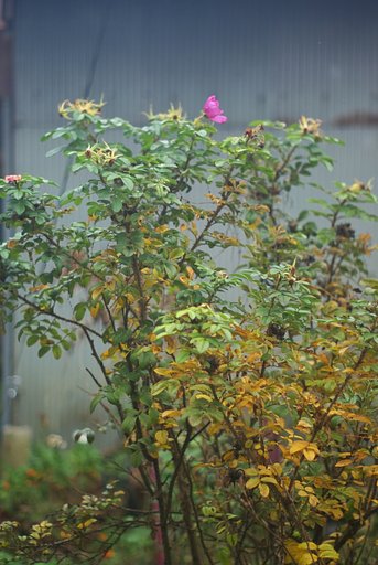 ハマナスの木と花