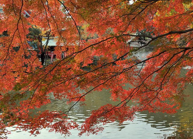 井の頭公園