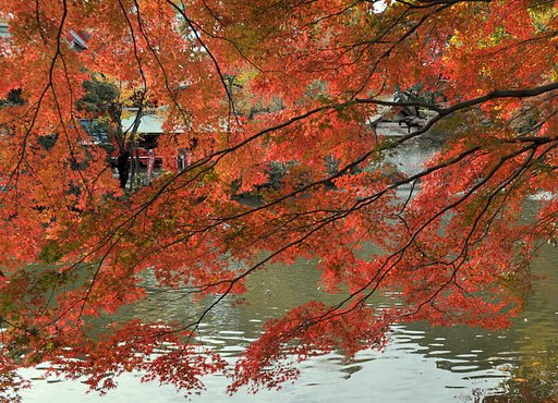 井の頭公園
