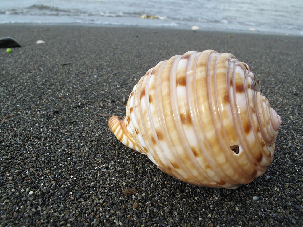 大きな落とし物