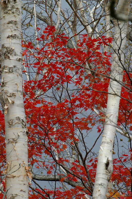 白樺の間に紅葉