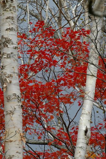 白樺の間に紅葉