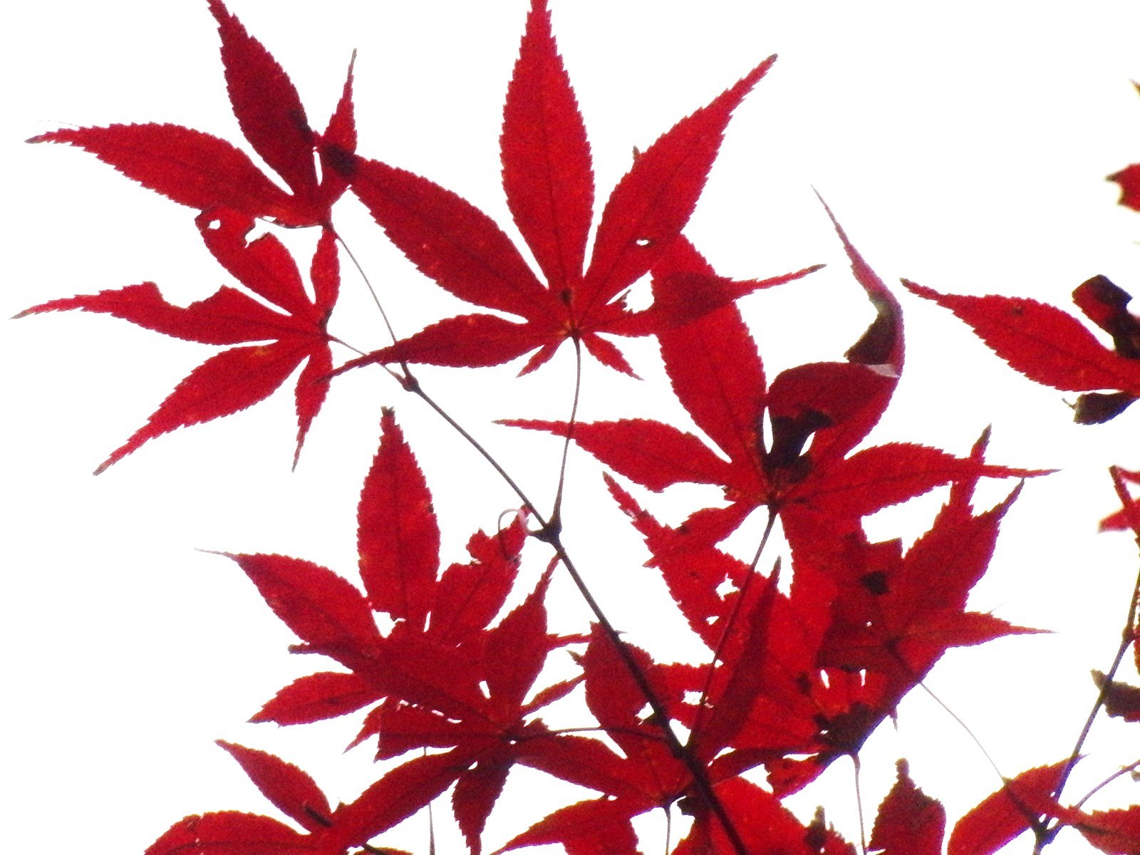 楓