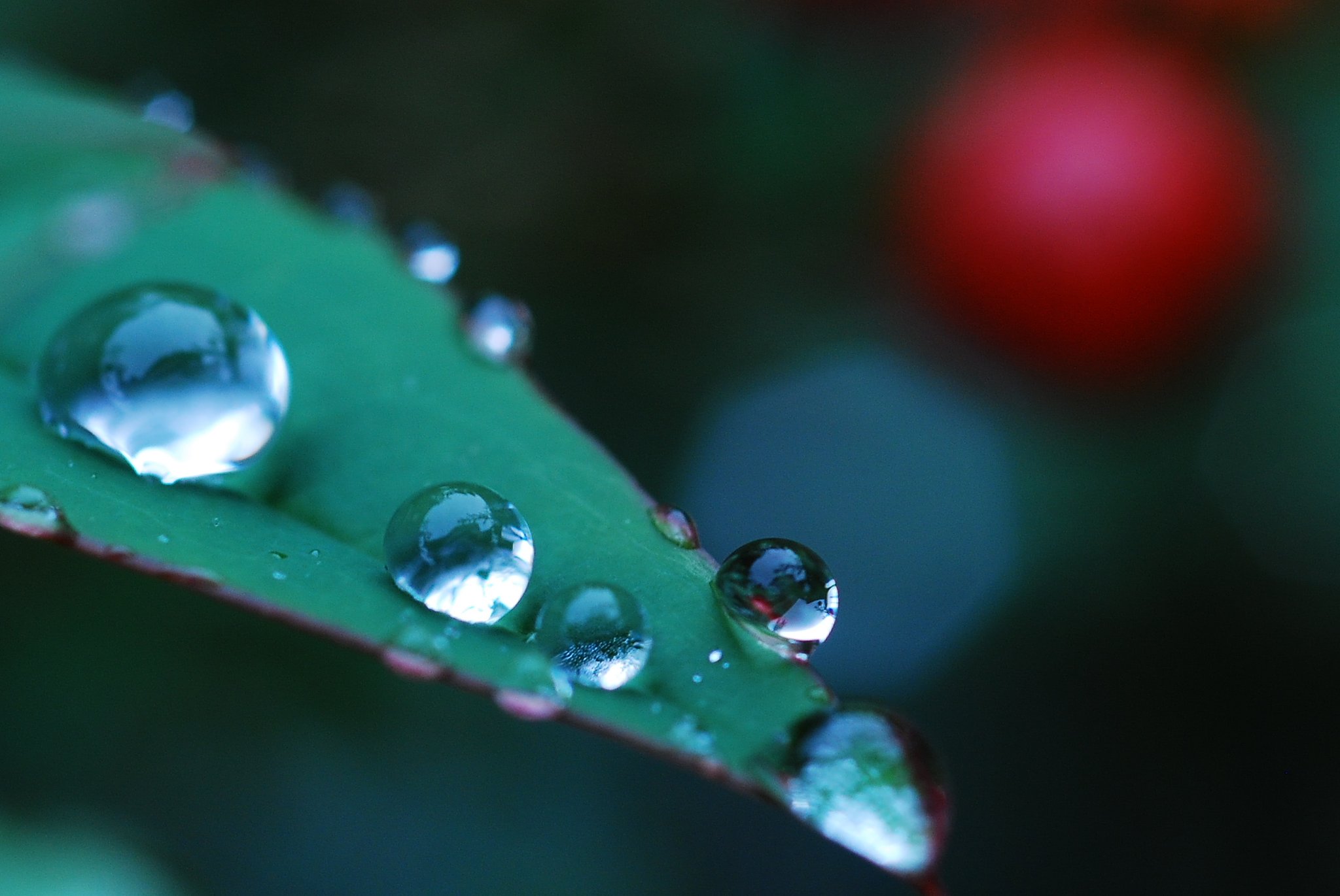 雨上がり：　南天