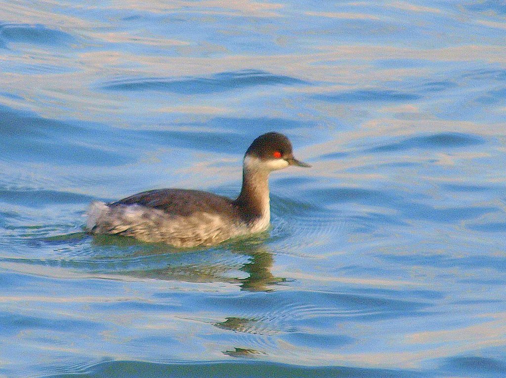 海の鳥
