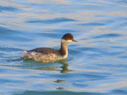 海の鳥