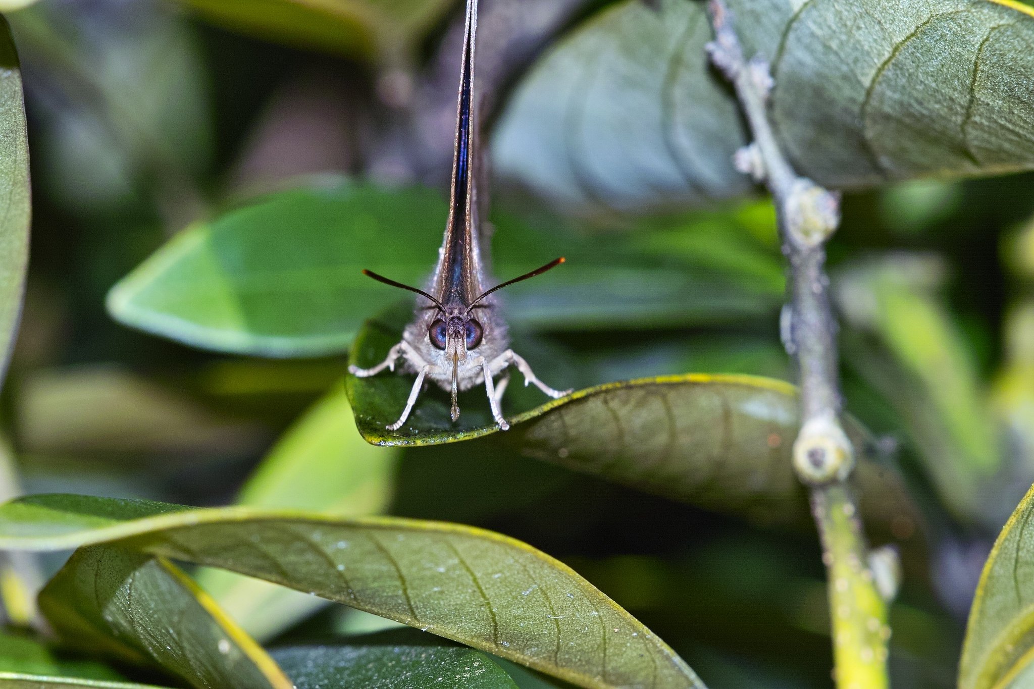 口吻