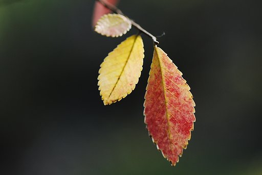 晩秋の紅葉③