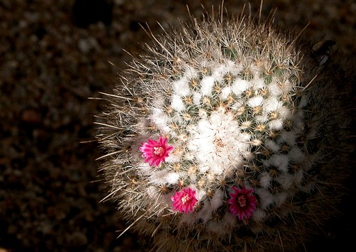 サボテンの花