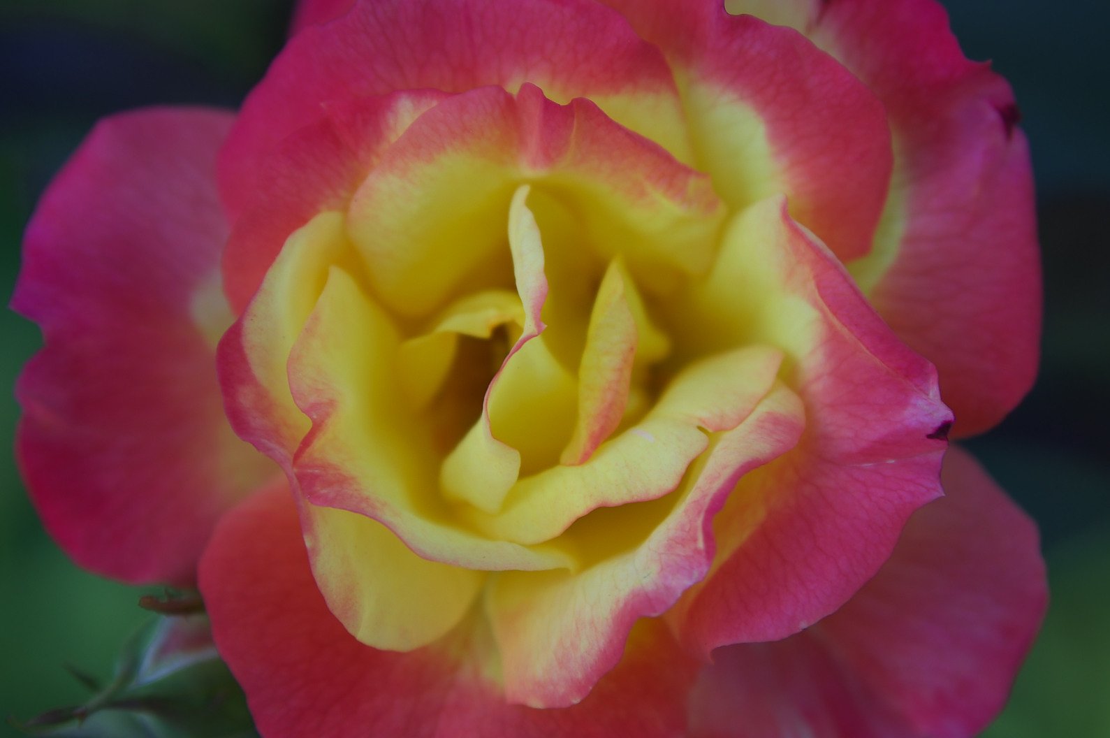 薔薇の花ビラ