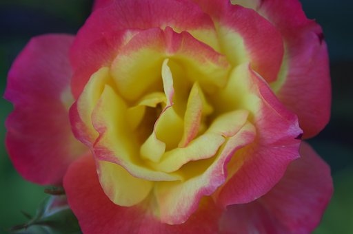 薔薇の花ビラ