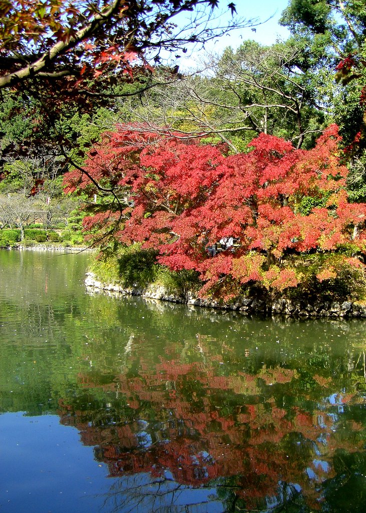 紅葉の季節です。