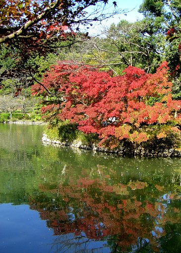 紅葉の季節です。