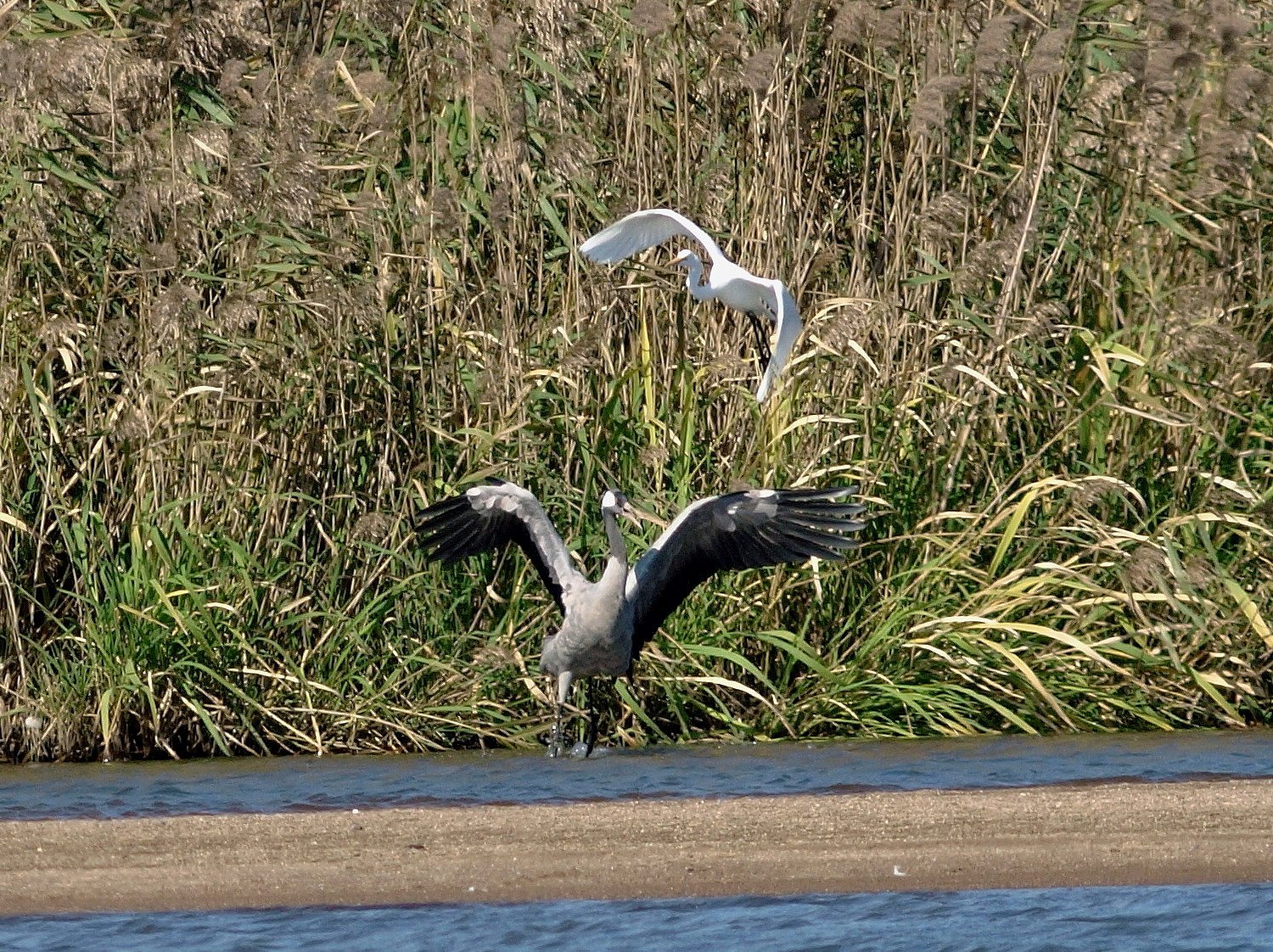 クロヅルとダイサギ