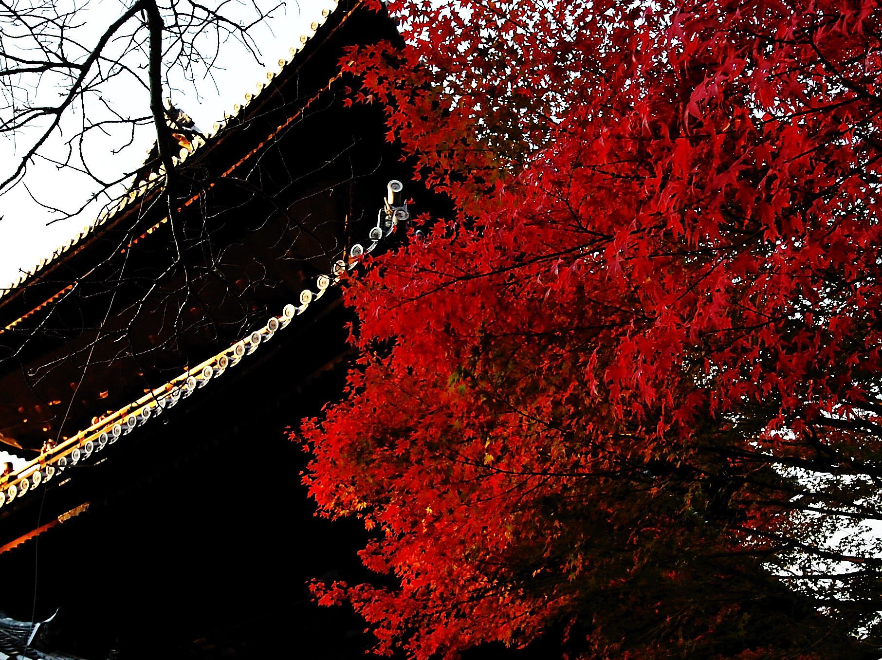 南禅寺の紅葉
