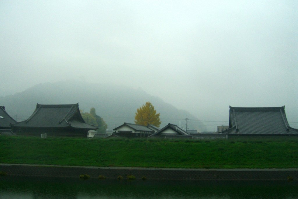 雨に煙る銀杏