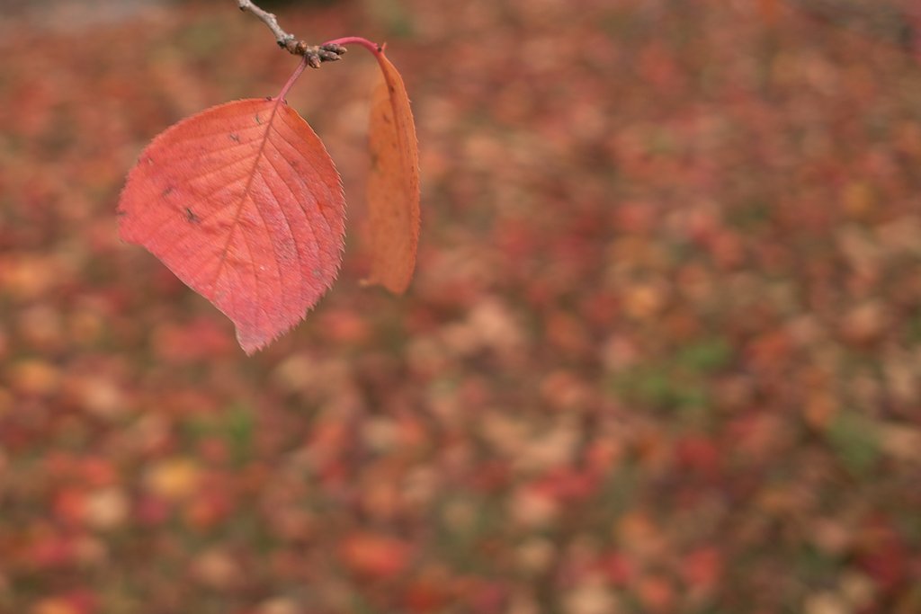 【絵のような】晩秋