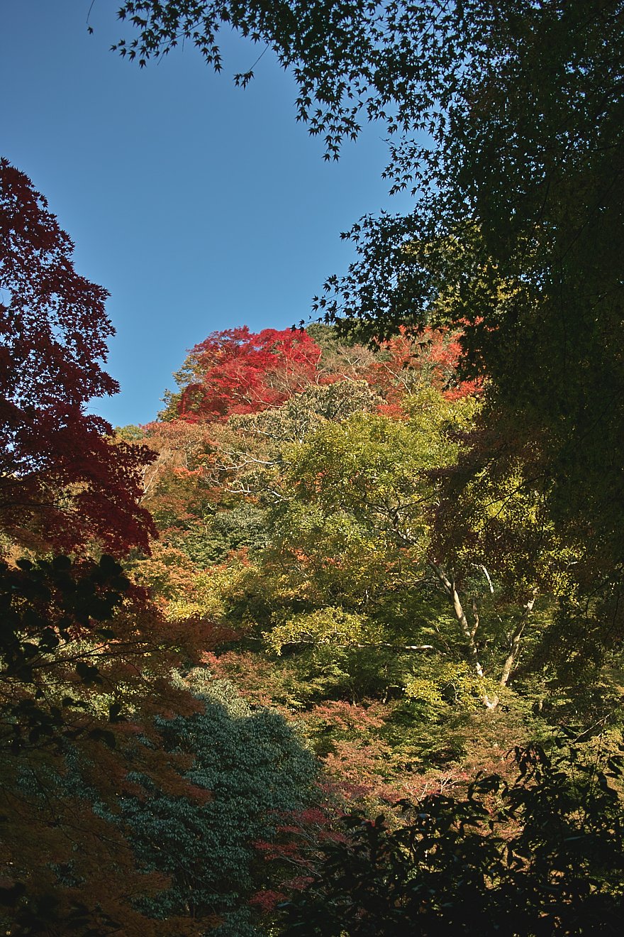 【絵のような】山なんだけど