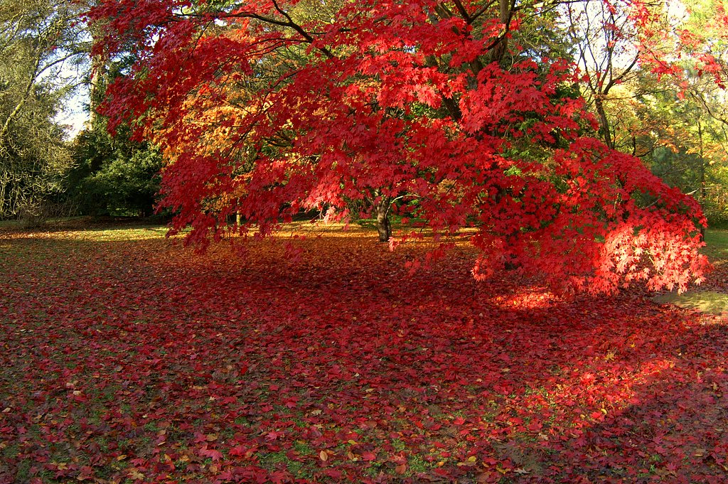 ［絵のような？］紅葉
