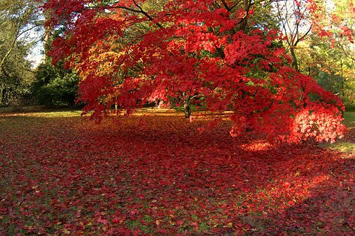 ［絵のような？］紅葉