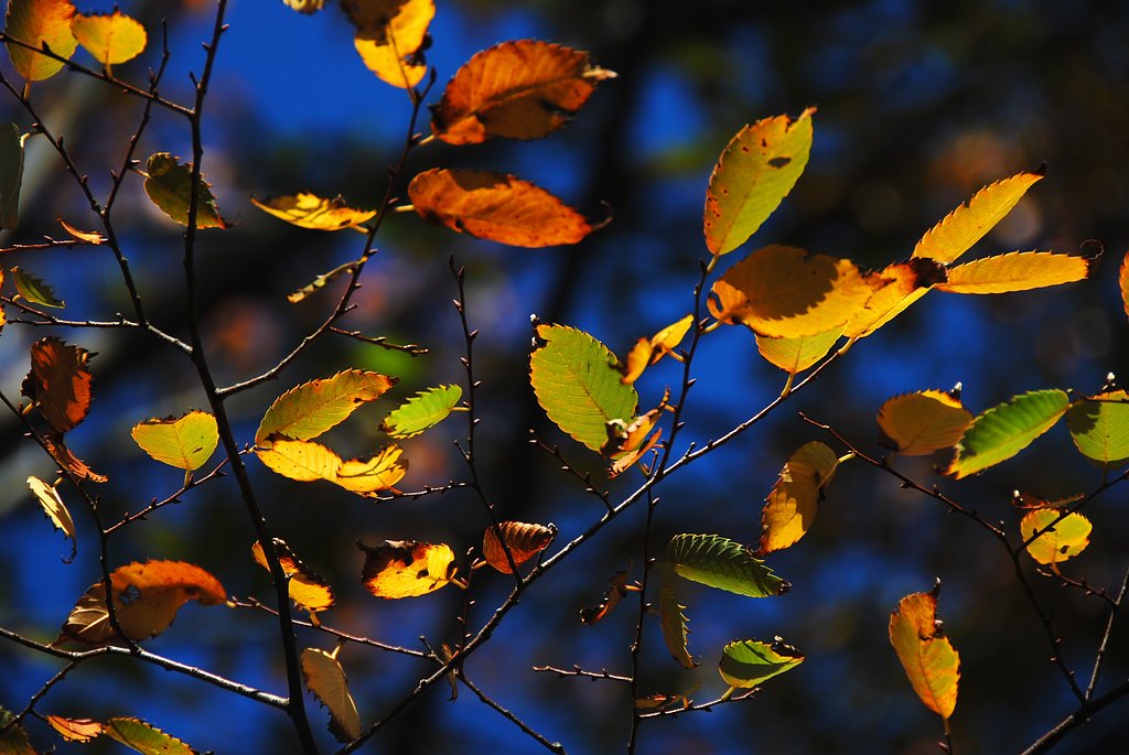 雑木の紅葉