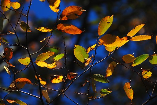 雑木の紅葉