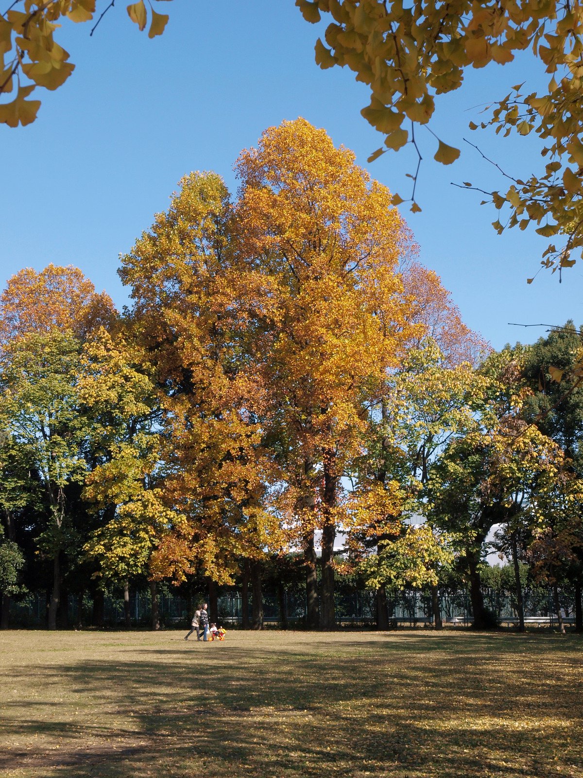 【絵のような】秋晴れの日