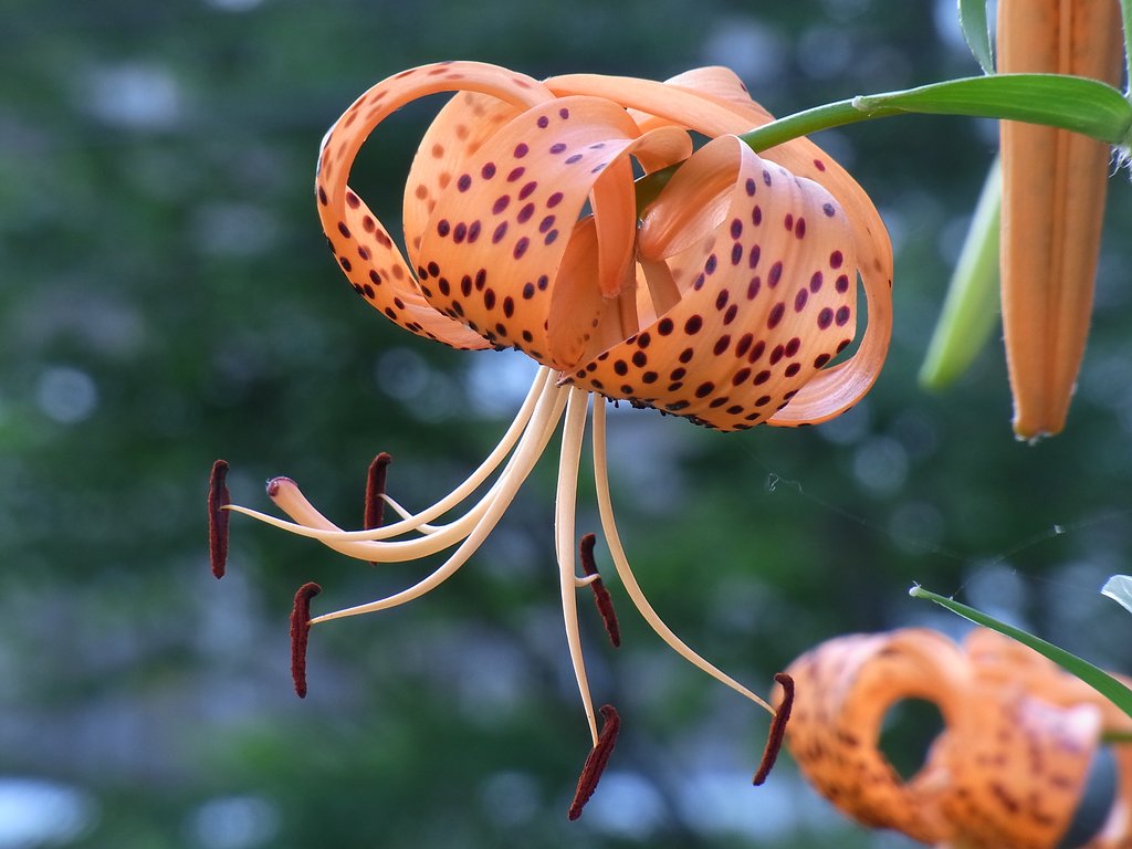鬼百合