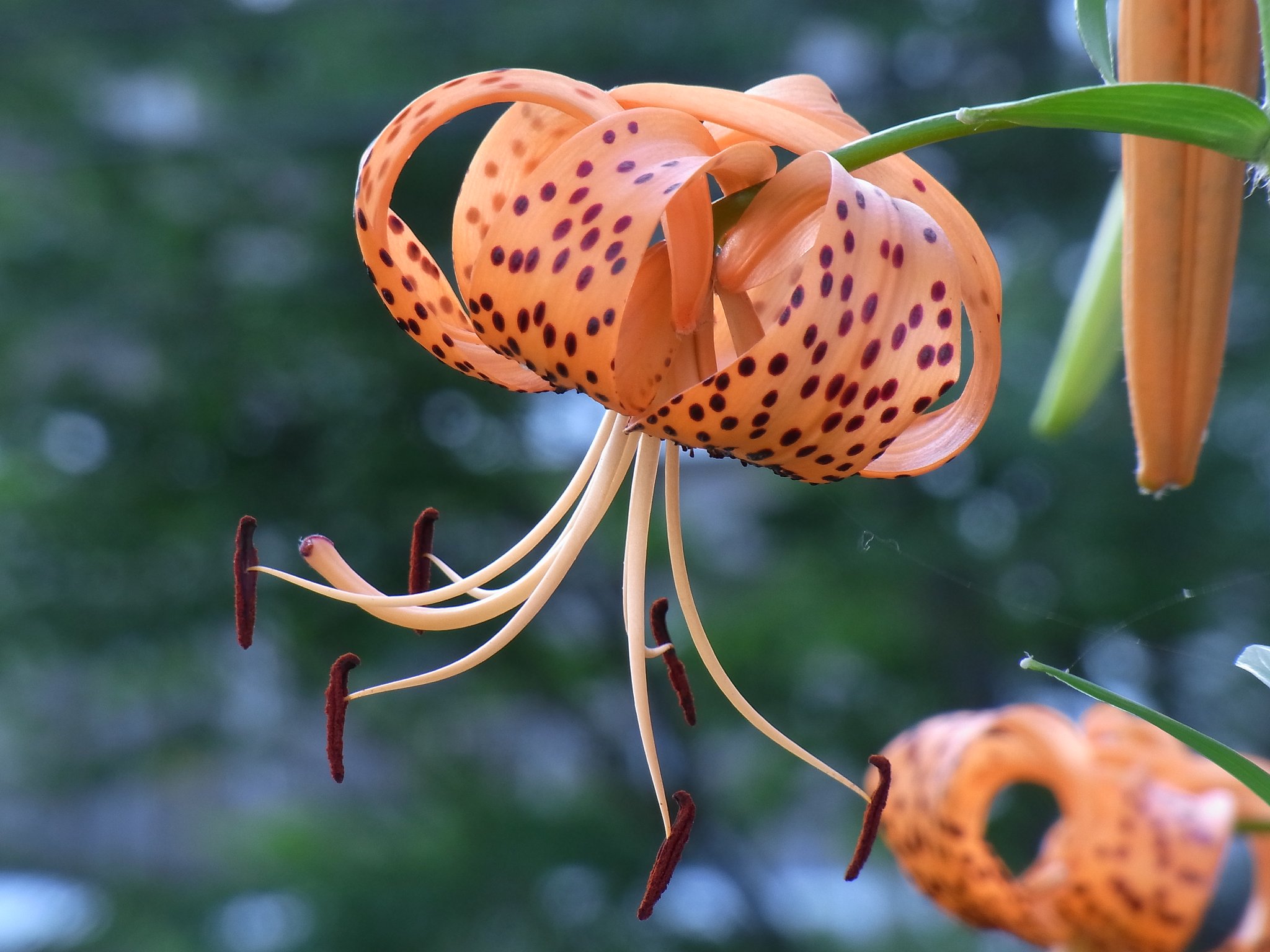 鬼百合
