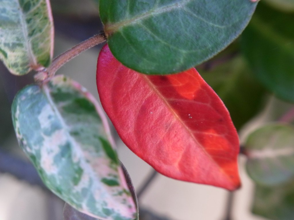 紅葉１枚
