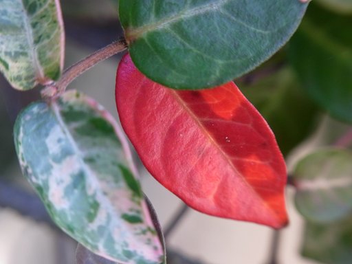 紅葉１枚