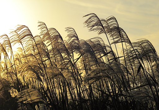 夕日に輝く