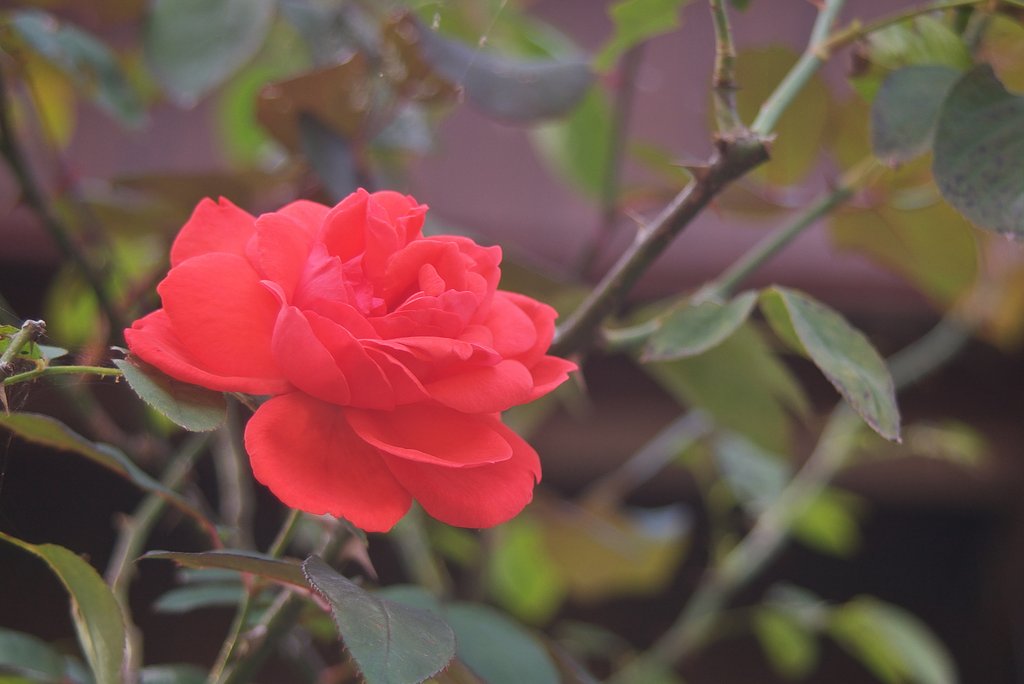 真紅のバラ
