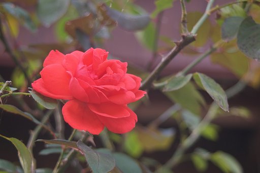 真紅のバラ
