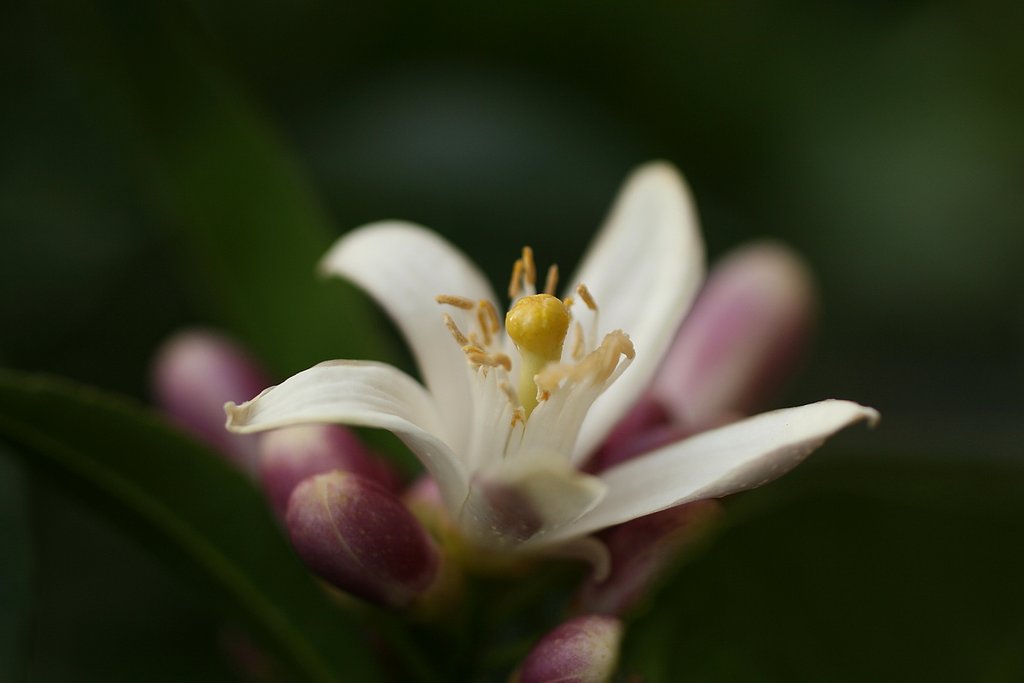 レモンの花