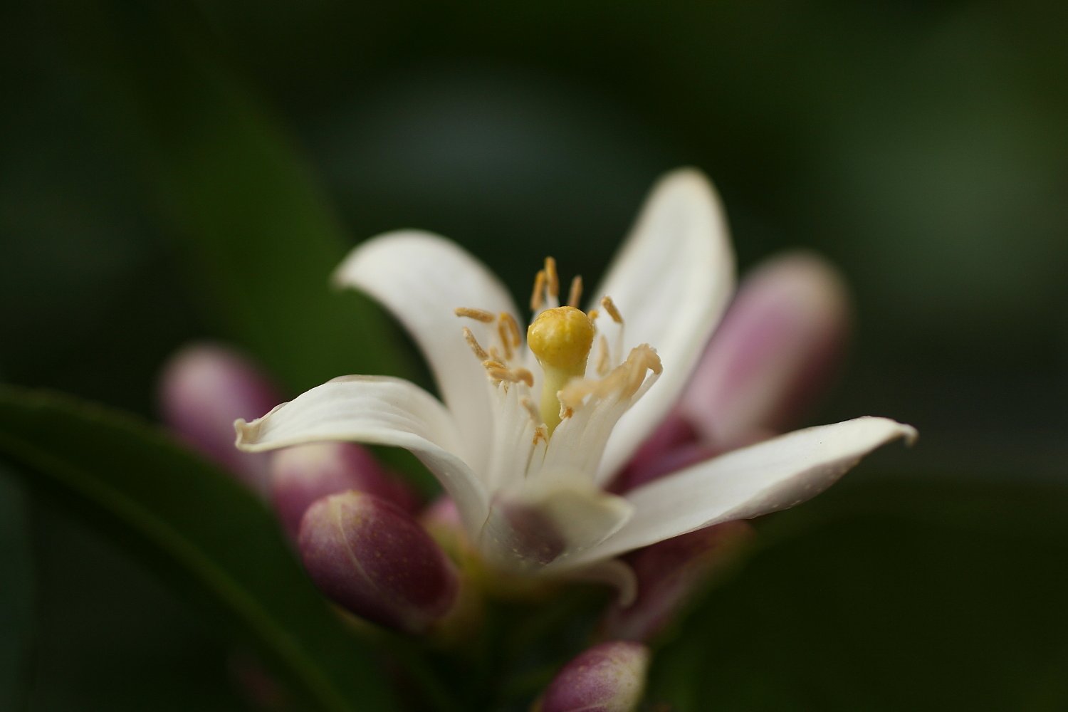 レモンの花