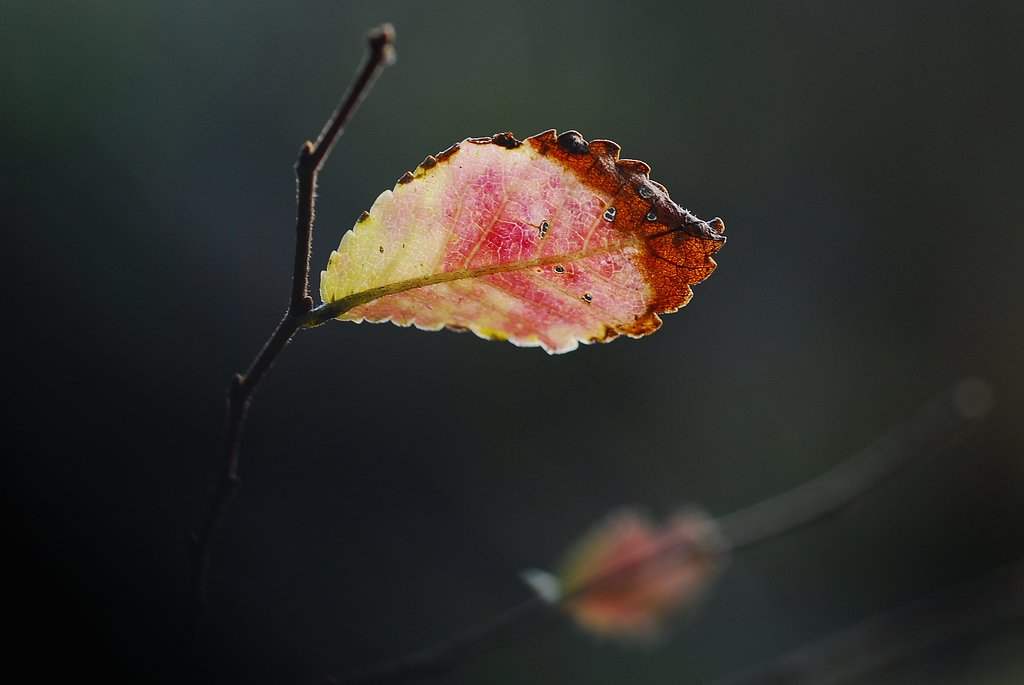 晩秋の紅葉①