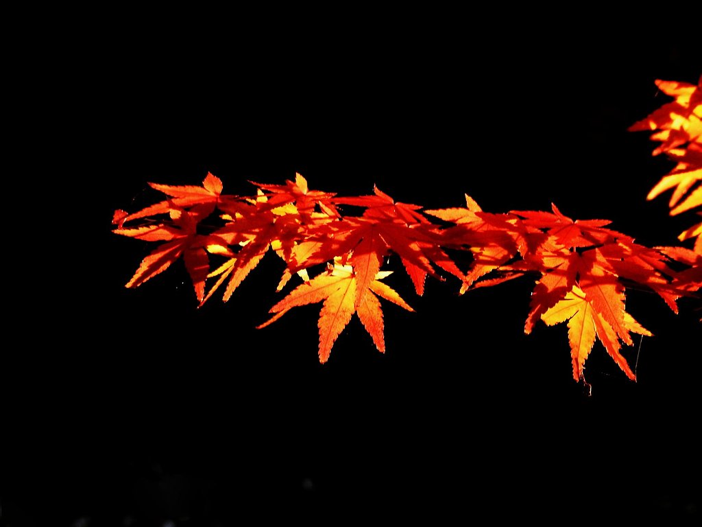 【絵のような】輝く紅葉