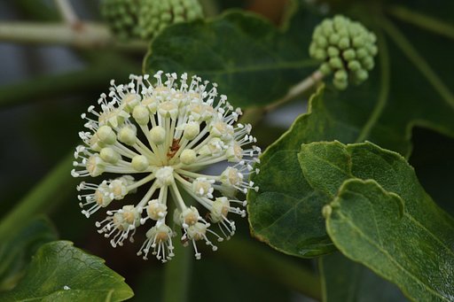 ヤツデの花