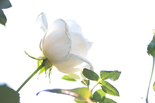 秋の薔薇