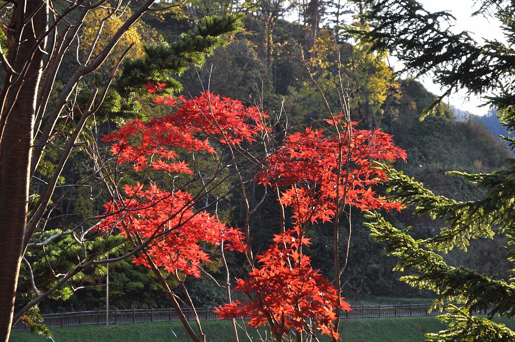 紅葉