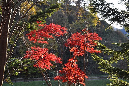 紅葉