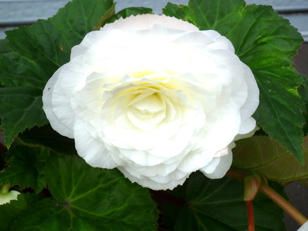 白薔薇
