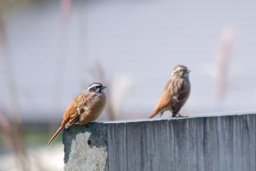 ホオジロ幼鳥の親