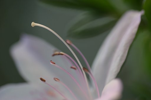 羽根木公園にて
